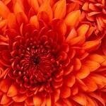 Brant Florist coupons and promo codes