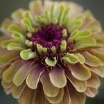 Chilternseeds.co.uk coupons and promo codes
