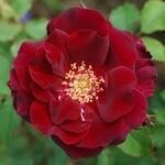 Peter Beales Roses coupons and promo codes