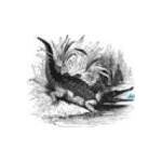 Crocweb.com coupons and promo codes