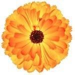 E Garden Seed coupons and promo codes