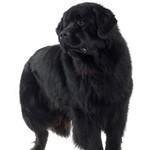 Frontdoorsoftware.com coupons and promo codes