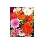 In Bloom coupons and promo codes
