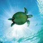 Island Art Cards coupons and promo codes
